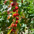 Asian garden indoesnisa Chenopodium seeds flower seeds for growing